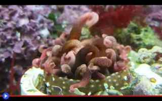Animali: #anemone #cnidaria #mostro #pericolo #ve