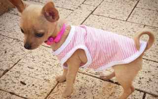 Animali: vestiti per cani