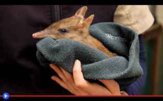 Animali: #animali #marsupiali #australia #creatur