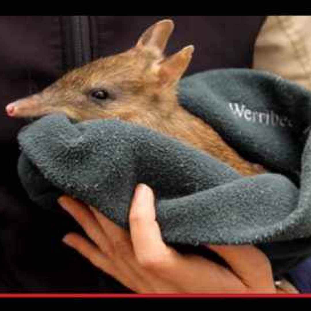 #animali #marsupiali #australia #creatur