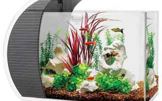 Caccia e Pesca: 5 gallon fish tank