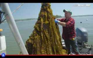 dal Mondo: #alga #kelp #coltivaizone #acquacoltura