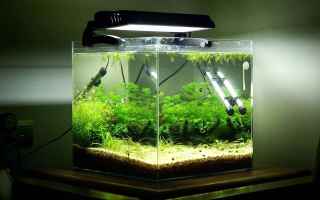 Blog: set up fish tank