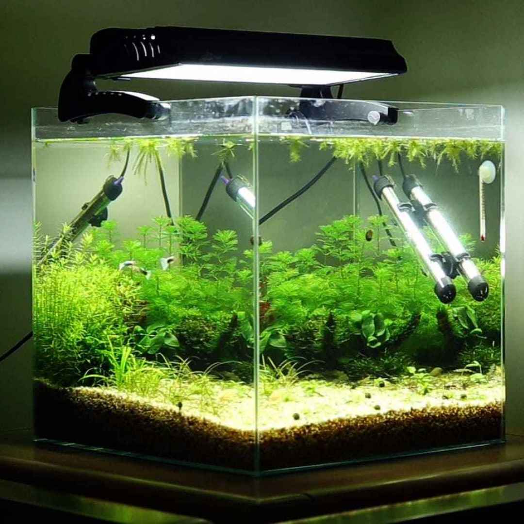 set up fish tank