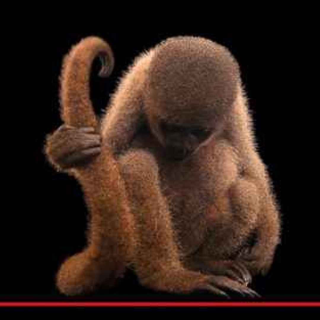 #animali #scimmie #primati #creature