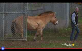 Animali: #animali #cavalli #mongolia #russia