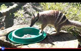 Animali: #animali #marsupiali #australia #oceania