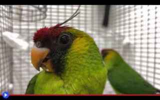 Animali: #uccelli #animali #pappagalli