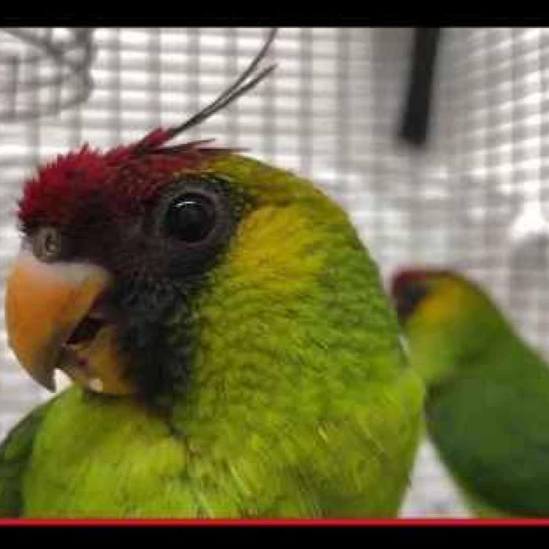 #uccelli #animali #pappagalli
