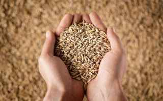 Economia: grano italia  import  export