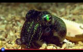 Animali: #seppie #calamari #cefalopodi #tentacoli