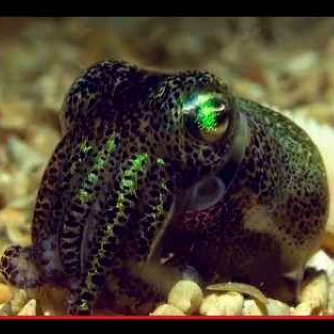 #seppie #calamari #cefalopodi #tentacoli