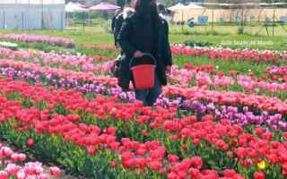Roma: Come in Olanda, un parco a Roma per ammirare i tulipani in fiore