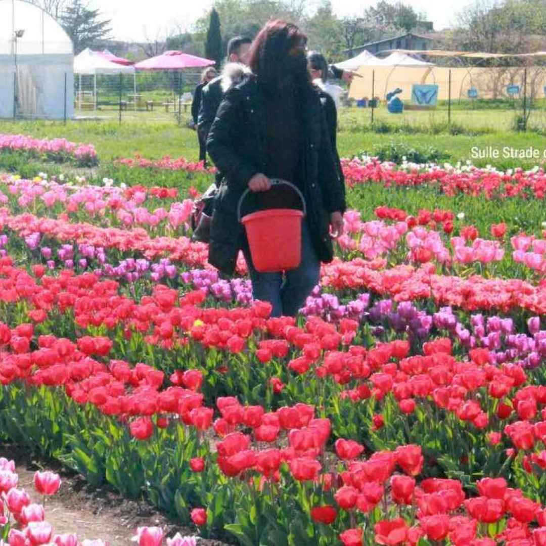 Come in Olanda, un parco a Roma per ammirare i tulipani in fiore