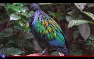 Animali: animali  uccelli  creture  tropici