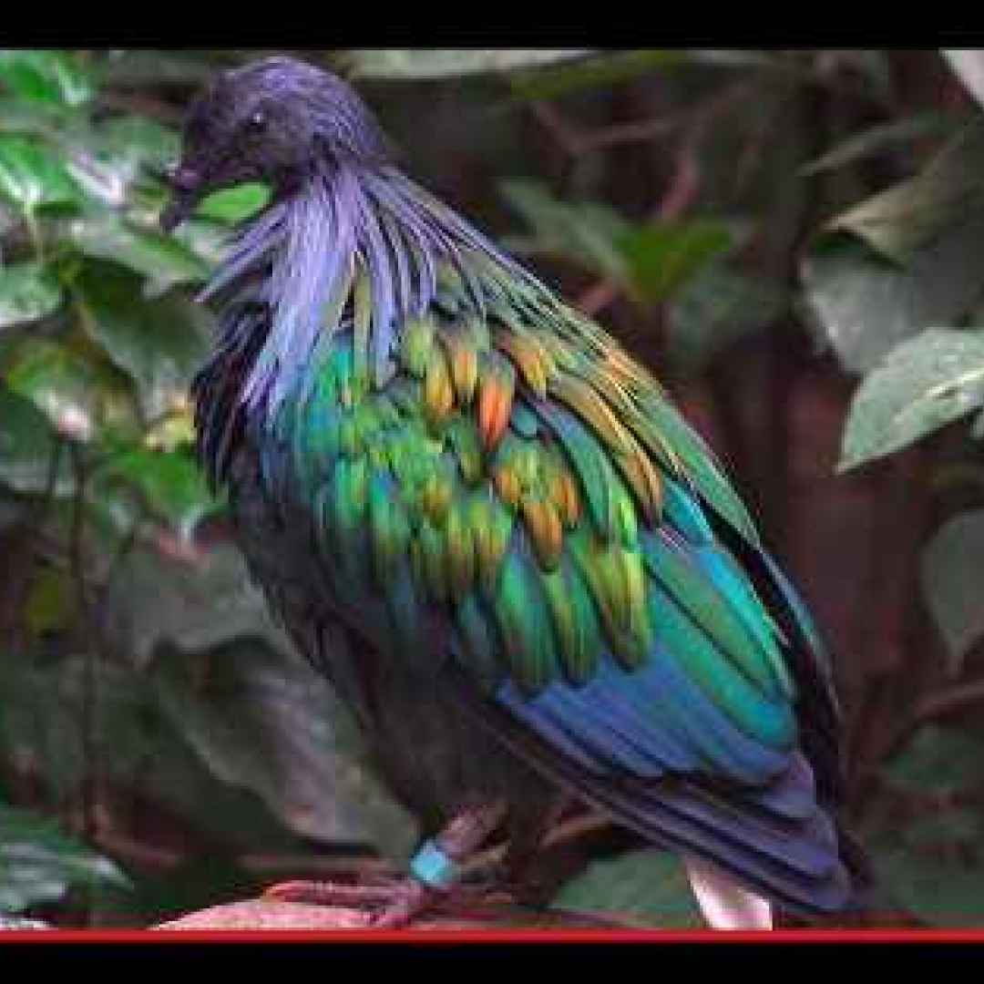 animali  uccelli  creture  tropici
