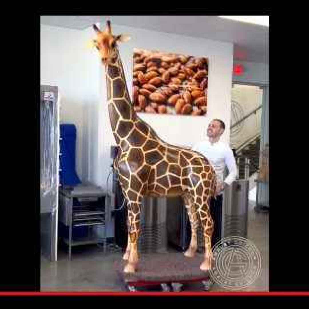 #giraffe #cioccolata #gastronomia