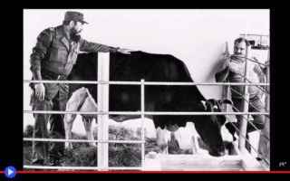 Storia: #animali #mucche #allevamento #genetica