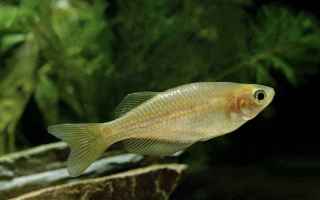 Blog: best size fish tank