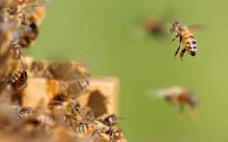 Animali: api  miele