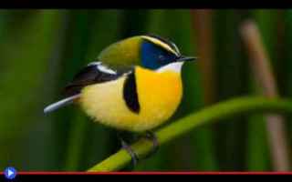 #animali #uccelli #acchiappamosche