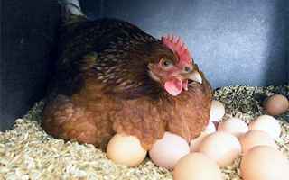 Animali: allevamento galline