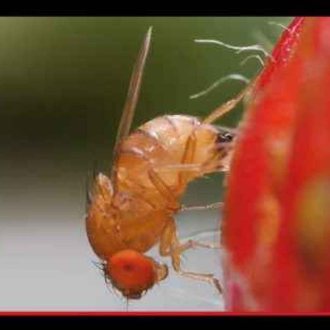 #animali #insetti #parassiti #rischio