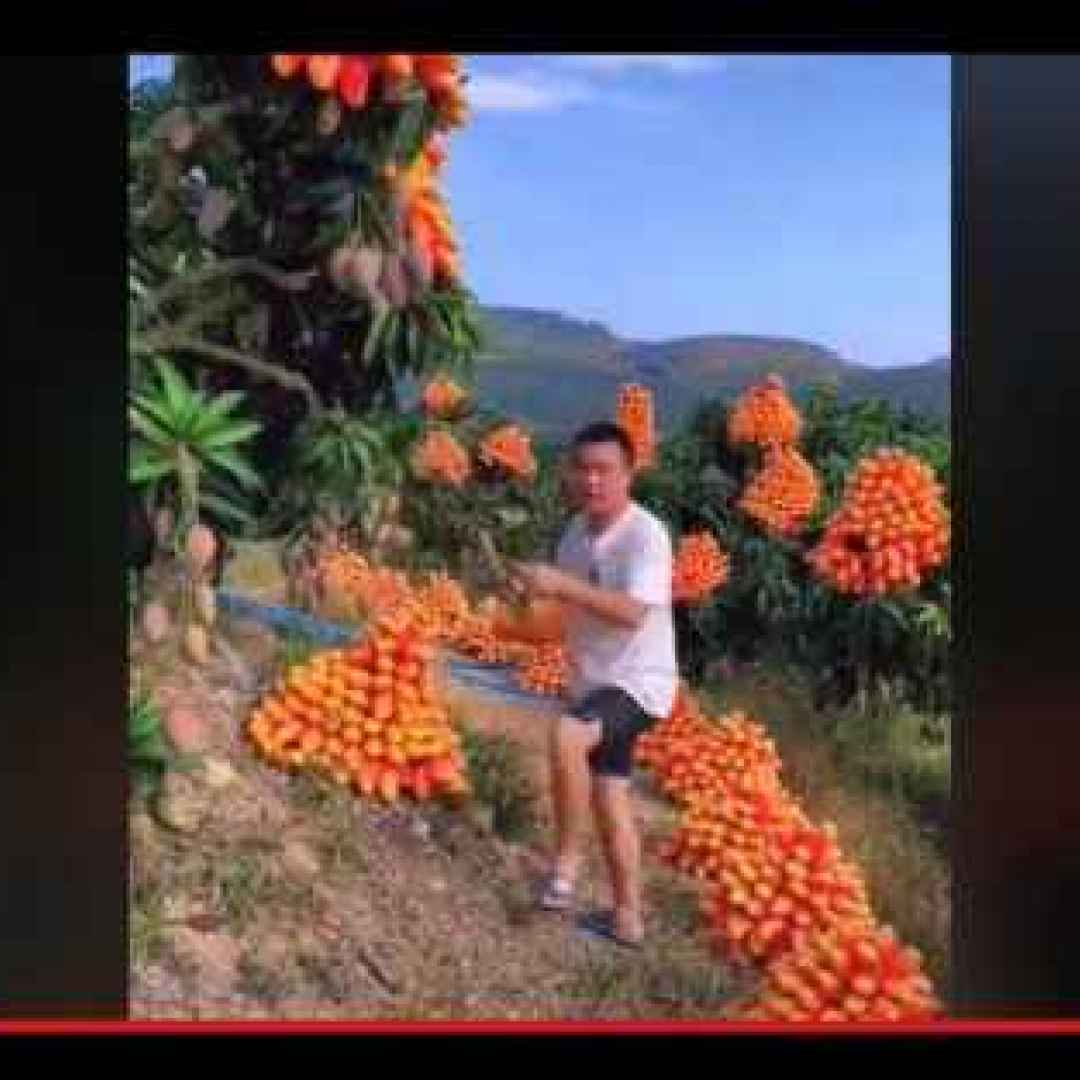 #internet #video #mango #frutta #cibo