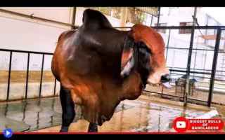 Animali: #animali #tori #allevamento #mucche