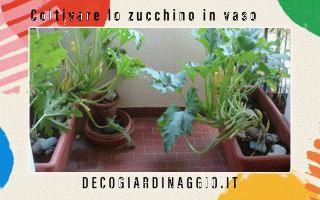 Giardinaggio: Guida coltivare zucchine in vaso