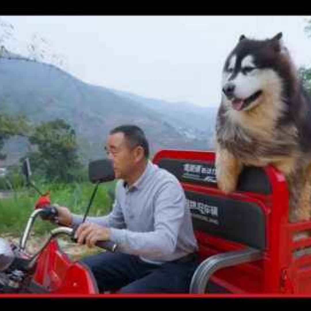 #cani #strano #divertente #cina #yunnan