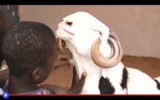 Animali: La stupenda maxi-pecora che rappresenta l’opulenza del popolo senegalese