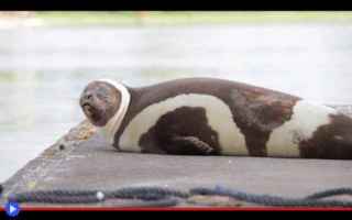 #animali #foche #pinnopedi #strano