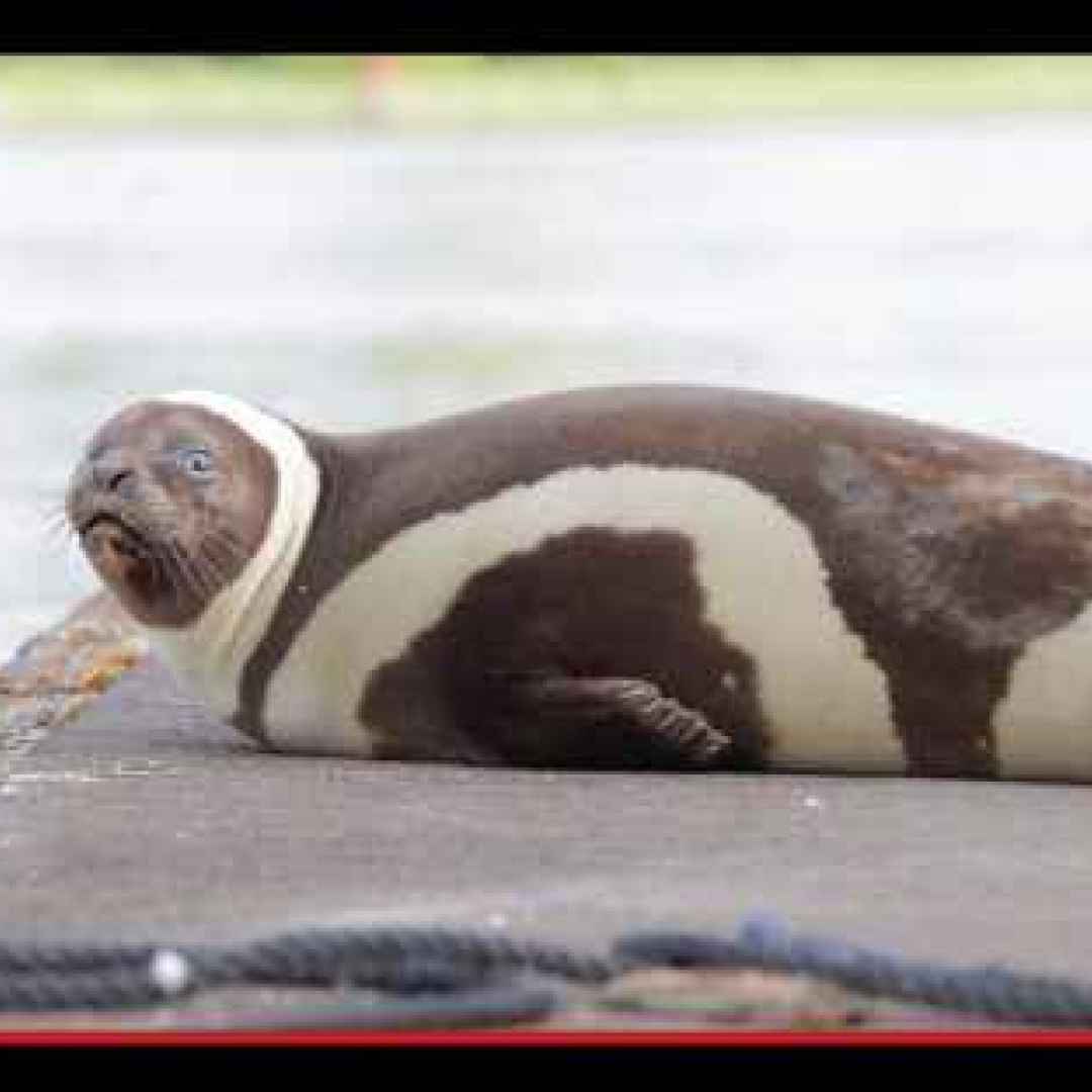 #animali #foche #pinnopedi #strano