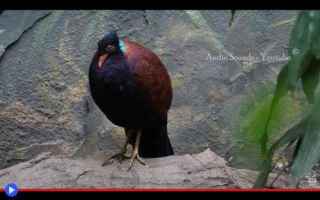 Animali: #animali #uccelli #piccioni #colombe