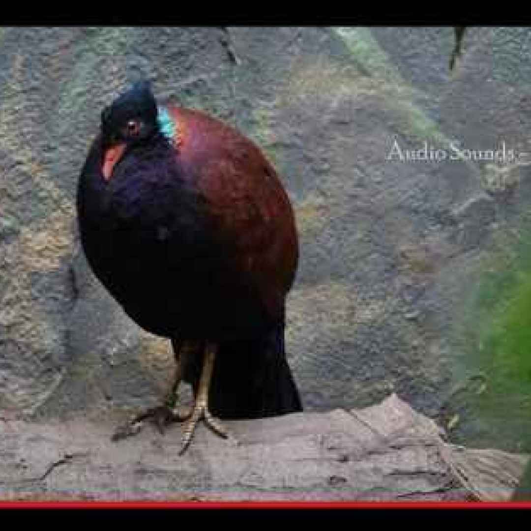 #animali #uccelli #piccioni #colombe