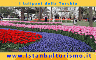 https://diggita.com/modules/auto_thumb/2022/09/05/1674375_I-tulipani-della-Turchia-scaled_thumb.gif