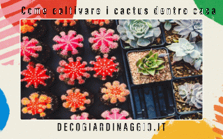 https://diggita.com/modules/auto_thumb/2022/09/06/1674423_Come-coltivare-i-cactus-dentro-casa_thumb.gif