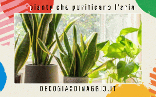 https://diggita.com/modules/auto_thumb/2022/09/06/1674425_piante-che-purificano-laria_thumb.gif