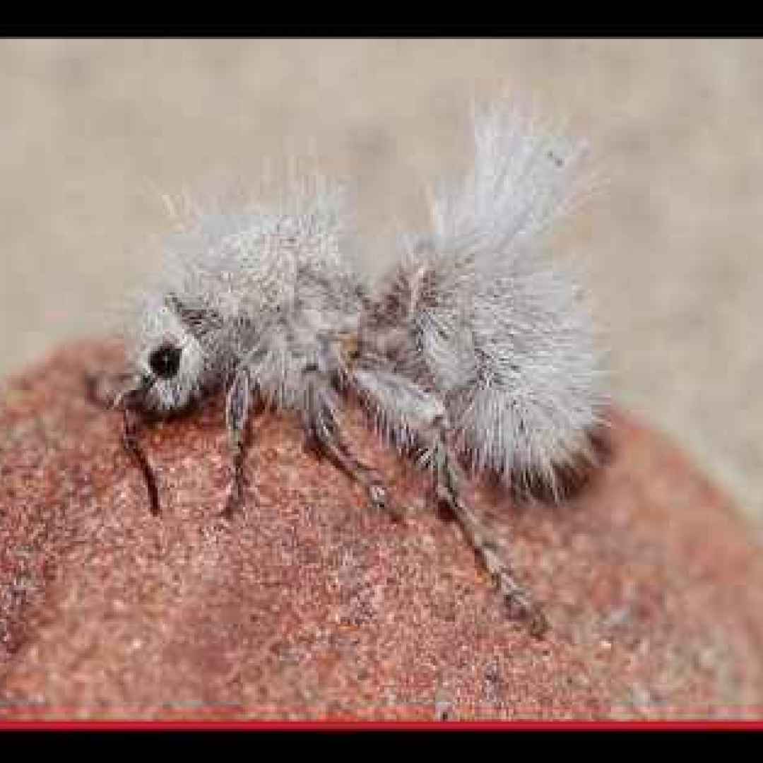 #animali #insetti #formiche #veleno
