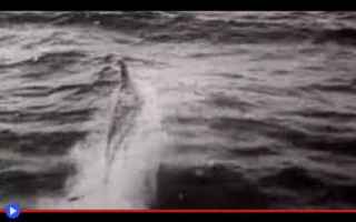Animali: La strana ed altrettanto vera storia del delfino che amava prevenire i naufragi