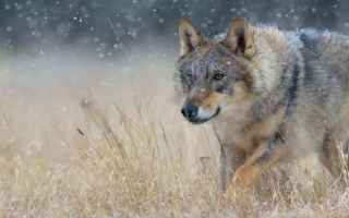 Animali: TIMBER WOLVES ANIMAL SIZE, HABITAT AND DIET