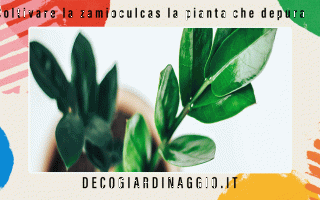 https://diggita.com/modules/auto_thumb/2022/09/29/1675190_Coltivare-la-zamioculcas-la-pianta-che-depura_thumb.gif