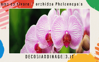 Coltivare lorchidea phalaenopsis - come coltivarla al meglio - <br /><br />Vuoi iniziare a coltiva