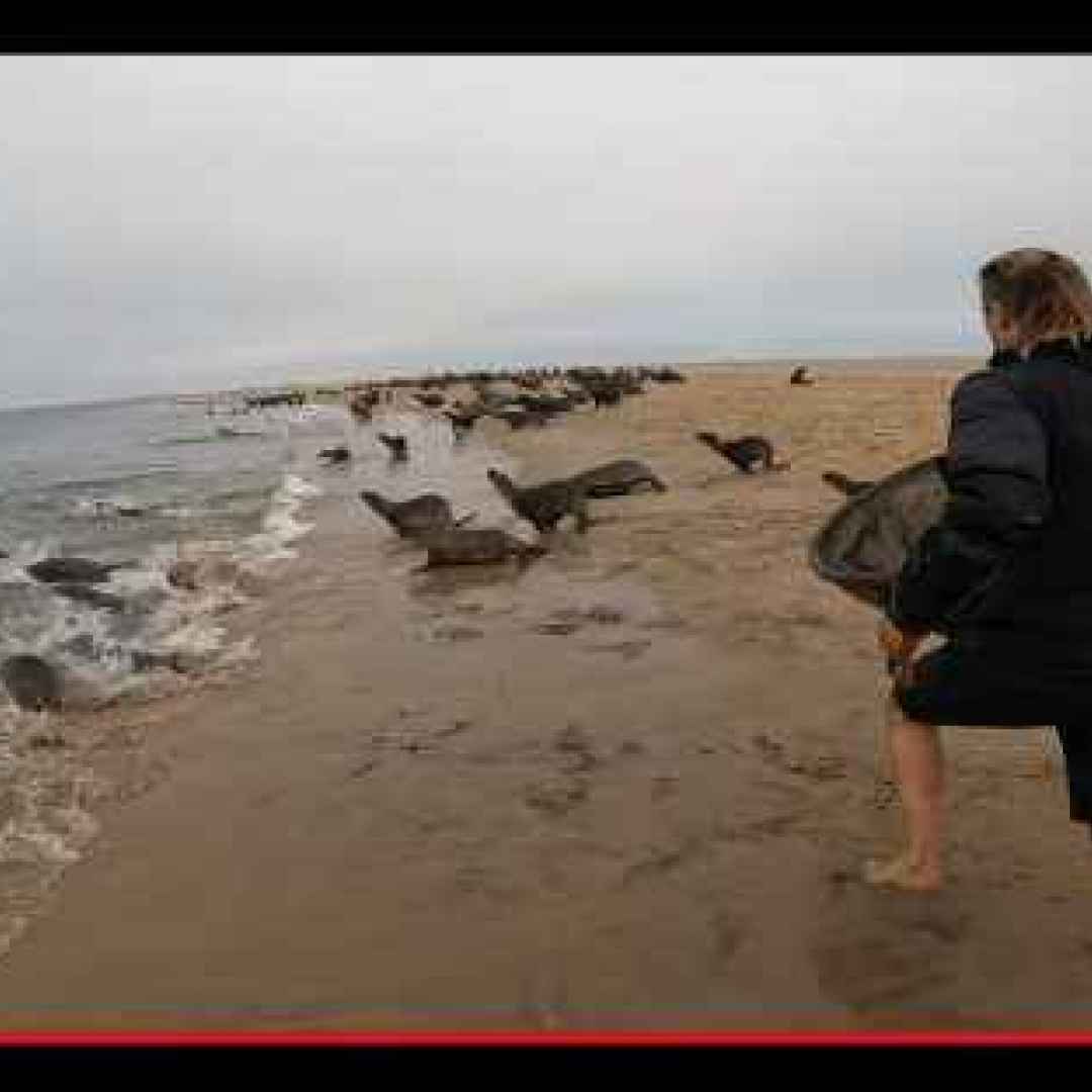 #foche #otarie #leoni marini #pericolo