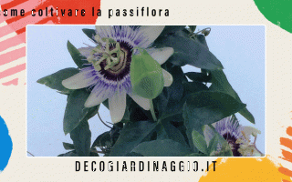 https://diggita.com/modules/auto_thumb/2022/10/05/1675446_come-coltivare-la-passiflora_thumb.gif