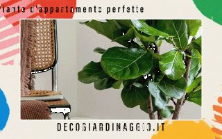 https://diggita.com/modules/auto_thumb/2022/10/05/1675447_Piante-dappartamento-perfette_thumb.gif