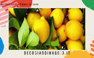 https://diggita.com/modules/auto_thumb/2022/10/07/1675522_come-coltivare-i-limoni-in-vaso_thumb.gif