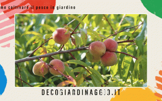 https://diggita.com/modules/auto_thumb/2022/10/07/1675523_come-coltivare-il-pesco-in-giardino_thumb.gif