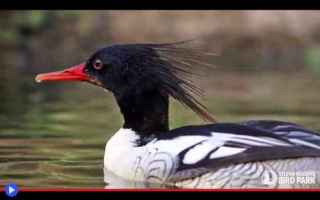 Animali: animali  anatre  uccelli  smerghi  cina